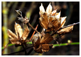 Fleurs, plantes et fruits